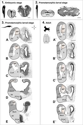 Development of subdomains in the medial pallium of Xenopus laevis and Trachemys scripta: Insights into the anamniote-amniote transition